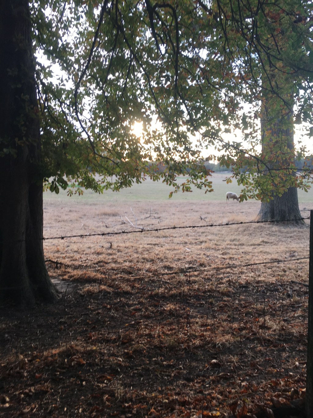 Versailles, ville engagée dans la transition&nbsp;écologique